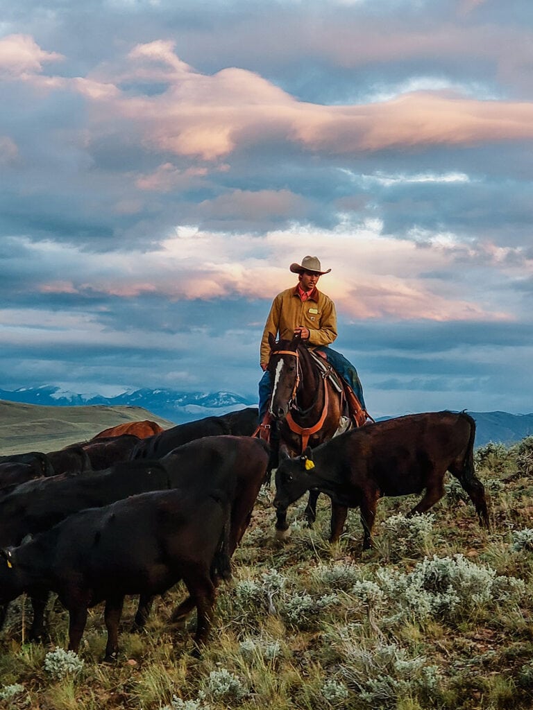 Range rider Justin, herding on the range | photo from Alderspring Ranch | Where to buy grass fed beef online